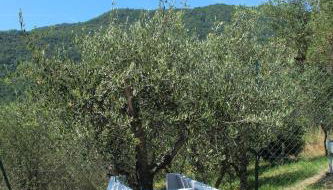 Agriturismo OlivArancio - Foto 3