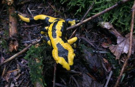 Schauenburgblick - Foto 18