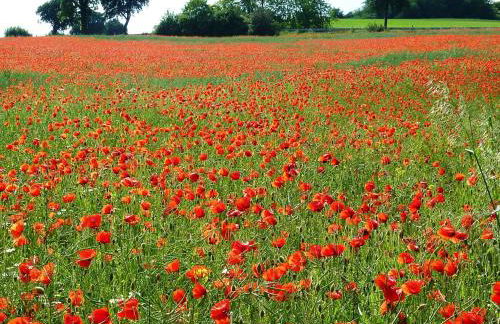 Ferienhaus 'Freund am See' 1 - Foto 18
