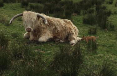 Croft cabin - Photo 9