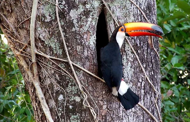 Safari por el pantanal de Mato Grosso - Foto 6