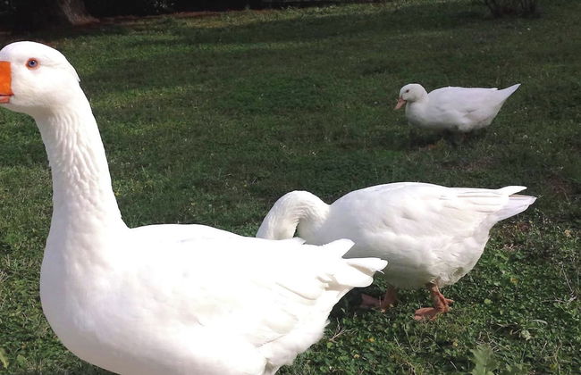 Belvilla by OYO Chalet Graffi - Foto 16