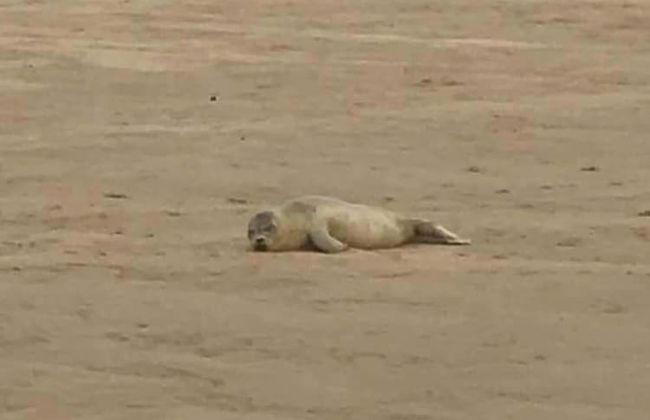 Seaside Chalet /caravan Retreat in Great Yarmouth - Foto 27