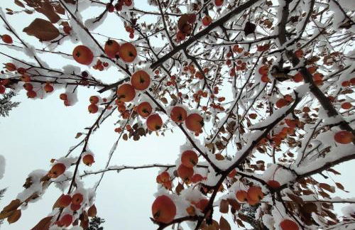 Aurora Ridge Retreat 2BR Near UAF - Foto 17