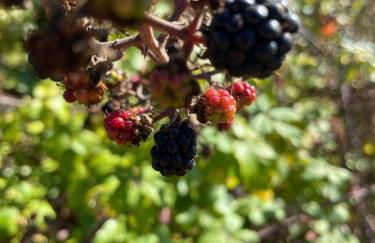 REFÚGIO DOURADO - Foto 45