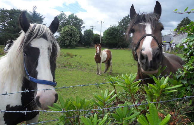 Ethan House Killarney - Foto 45