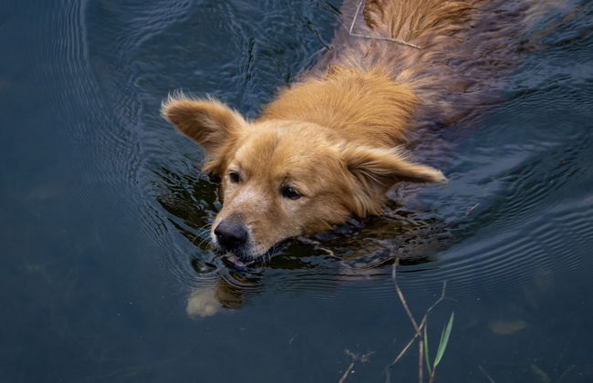 Shetty Farms - Foto 71