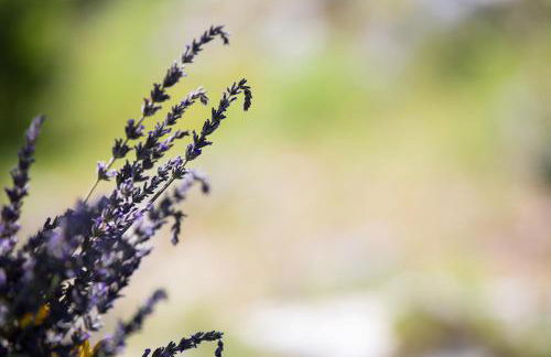 Pajara Rugiada - Foto 29