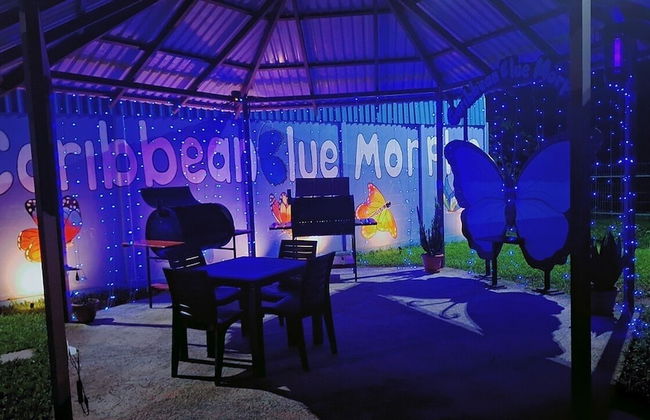 Caribbean Blue Morpho - Foto 30