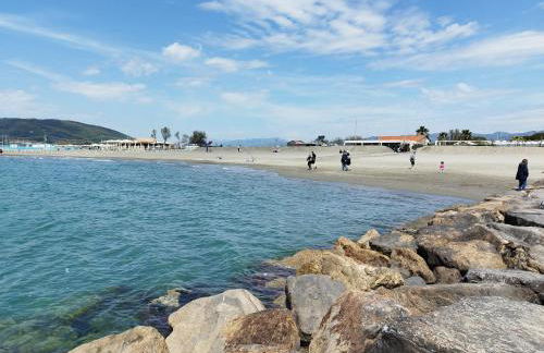 Helianthus - Photo 48