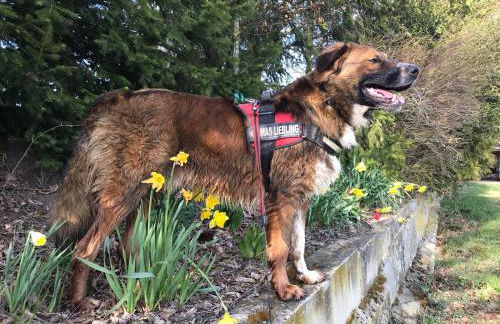 Ferienwohnung Rummelsmühle - Foto 26