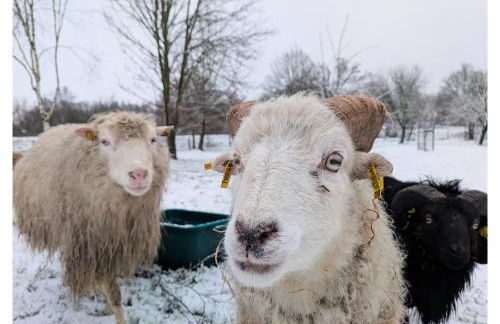 Ferienwohnung - De Deelstuuv - Foto 24