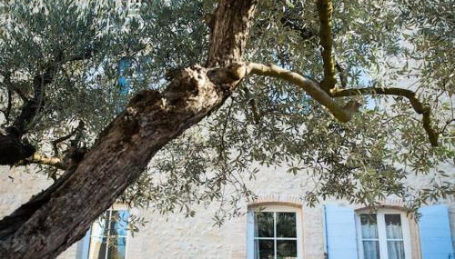 Gîte L'Olivier - La Roseraie du Val'Ensoleillé - Foto 4