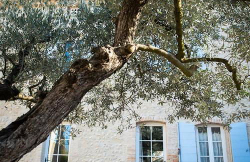 Gîte L'Olivier - La Roseraie du Val'Ensoleillé - Photo 4