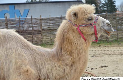 Studio apartman CENTAR - Foto 29