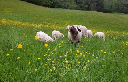 Ferienwohnung Hinterpommern - Chiemgaukarte - Foto 13