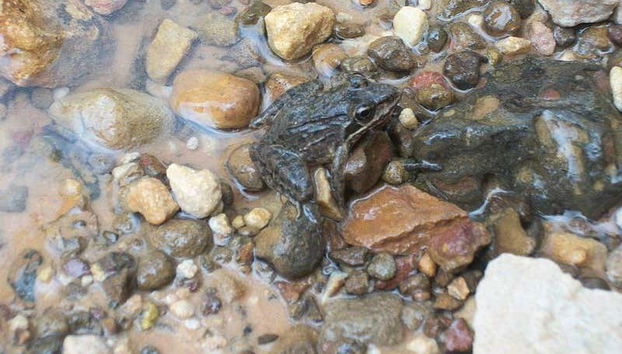 Espèces de Abra de Canasi