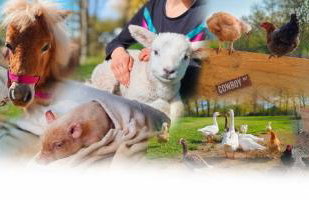Le Ranch Normand - Foto 66