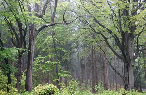 Haus mit Garten (neben National Park Eifel) - Foto 13