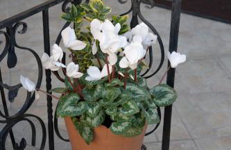 Katherine Home - Foto 19