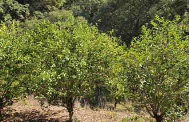 Casinha Laranja - Foto 33