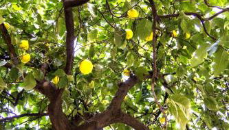 Il Limone A San Pietro - Foto 5, Garden