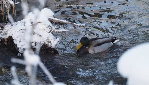 Bamberger Monika - Foto 4