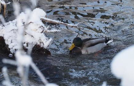 Bamberger Monika - Foto 4