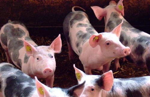 Bauernhof Mairing - Foto 44