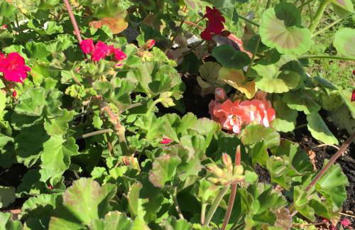 Trentino in malga: Malga Zanga - Foto 79