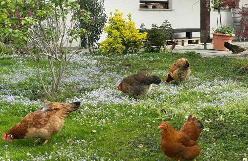 Hofgut Bergchalet Mirabell - Natururlaub am Bodensee - Foto 46
