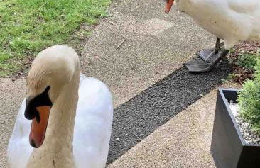 Modern contemporary home in beautiful setting - Foto 28