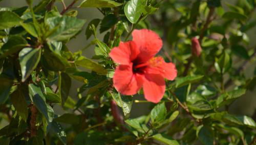 Donna Pulina Holidays - Foto 4, Garden view