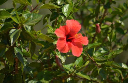 Donna Pulina Holidays - Foto 4