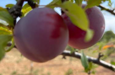 Masseria I Raffi b&b - Foto 41