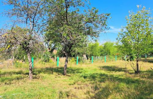 House Near Vosges Park and La Petite Pierre - Foto 47