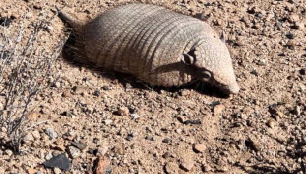 Tatu próximo aos Hongos de Tocota