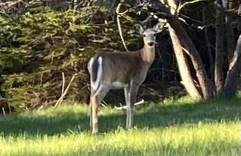 Everett Cottage at Indian Point in Bar Harbor - Foto 13
