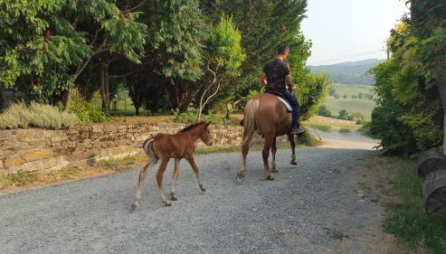 Agriturismo Corte del Gallo - Foto 5