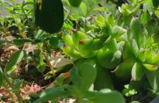 Apartmani Andric - Foto 6