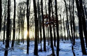 Neue Ferienwohnung direkt am Wald - Photo 25