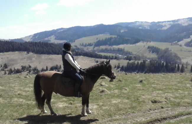 Jaworki Green Dream - Foto 72