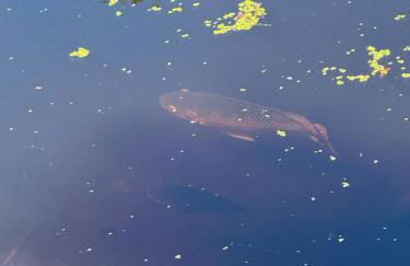 Villa Varona Resort, Heated Pool, Ping-Pong, Pool Table, Fire Pit and Pergola - Foto 65