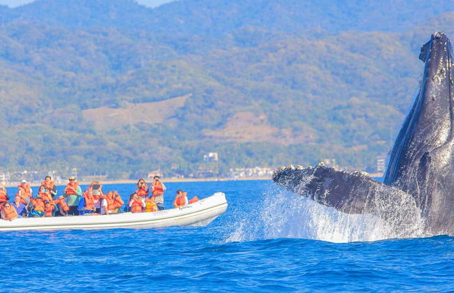 Avvistamento di balene a Riviera Nayarit - Foto 2