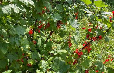 Świerkowe Ranczo Raciszewo - Foto 67