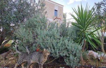 Πέτρα, Ελιά και Λεβάντα - Foto 18