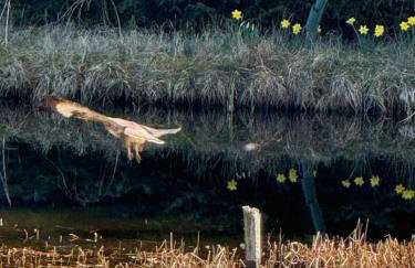 Willowbarn Rafford Self Catering - Foto 8