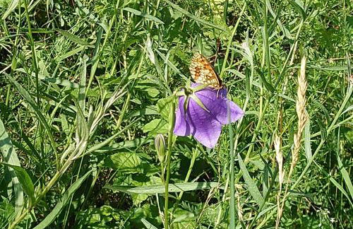 "Haus Ulla" - Foto 33