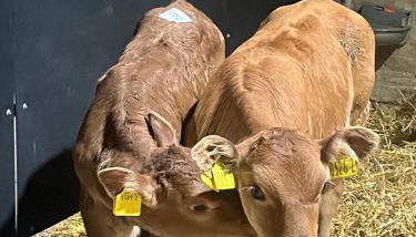 Campbell's Cottage - Foto 3