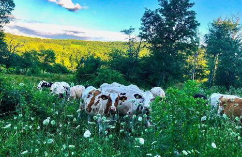 Catskills Enchanted Forest - Foto 21